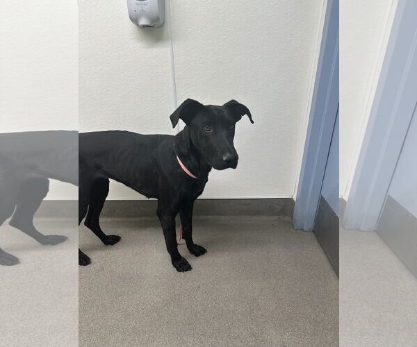 Medium Photo #2 Labrador Retriever-Unknown Mix Puppy For Sale in San Diego, CA, USA