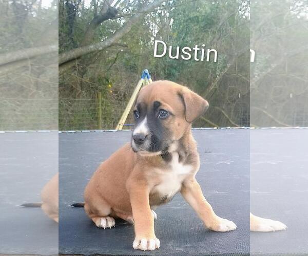 Medium Photo #1 Labrador Retriever-Unknown Mix Puppy For Sale in The Woodlands, TX, USA