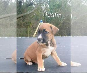 Labrador Retriever-Unknown Mix Dogs for adoption in The Woodlands, TX, USA