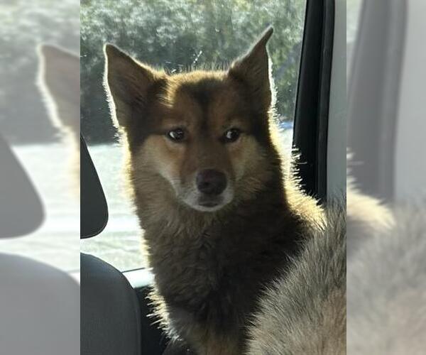 Medium Photo #1 Siberian Husky-Unknown Mix Puppy For Sale in Houston, TX, USA