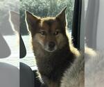 Small Siberian Husky Mix