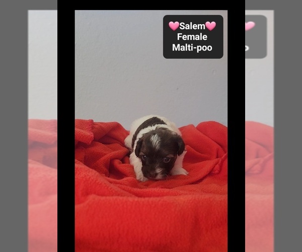 Medium Photo #2 Maltipoo (Toy) Puppy For Sale in TUCSON, AZ, USA