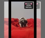 Small #1 Maltipoo (Toy)