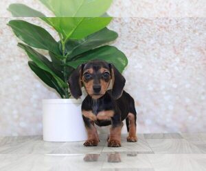 Dachshund Puppy for sale in MARIETTA, GA, USA