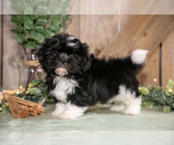 Medium Photo #1 Shih Tzu Puppy For Sale in GREENWICH, OH, USA