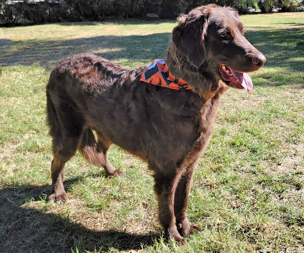 Medium Photo #2 Goldendoodle Puppy For Sale in Glendale , AZ, USA