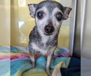 Chihuahua-Unknown Mix Dogs for adoption in Rockwall, TX, USA
