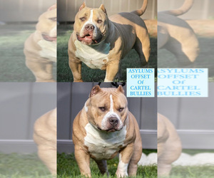 Father of the American Bully puppies born on 03/02/2022