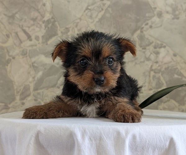 Medium Photo #14 Yorkshire Terrier Puppy For Sale in GOSHEN, IN, USA