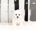 Small Photo #2 Bichon Frise Puppy For Sale in WARSAW, IN, USA
