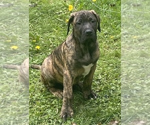 Presa Canario Puppy for sale in ANSON, ME, USA