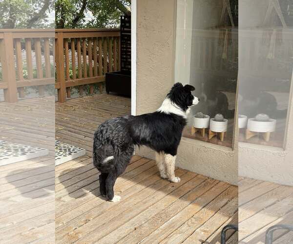 Medium Photo #4 Border Collie Puppy For Sale in Paso Robles, CA, USA