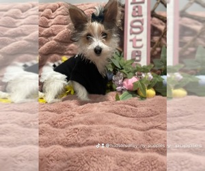 Yorkshire Terrier Puppy for sale in SCOTCHTOWN BRANCH, NY, USA