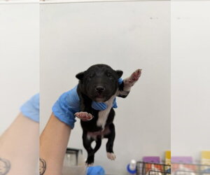 German Shepherd Dog Dogs for adoption in San Bernardino, CA, USA