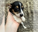 Small #2 Rat Terrier