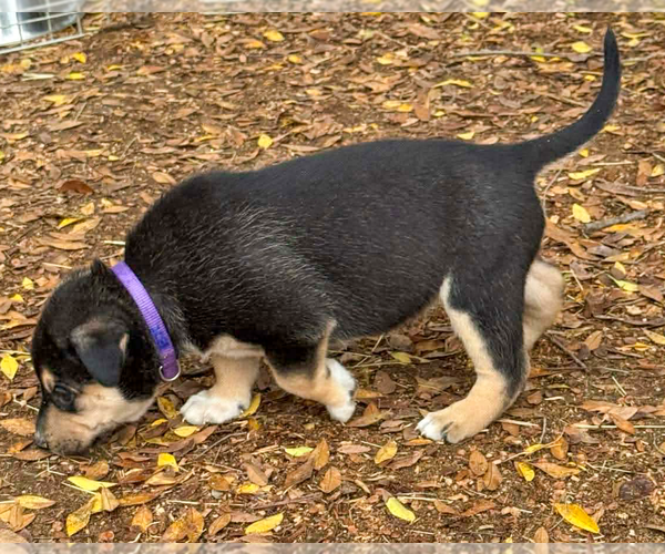 Medium Photo #4 Gerberian Shepsky Puppy For Sale in Corona, CA, USA
