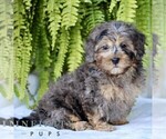 Small #1 Shih-Poo