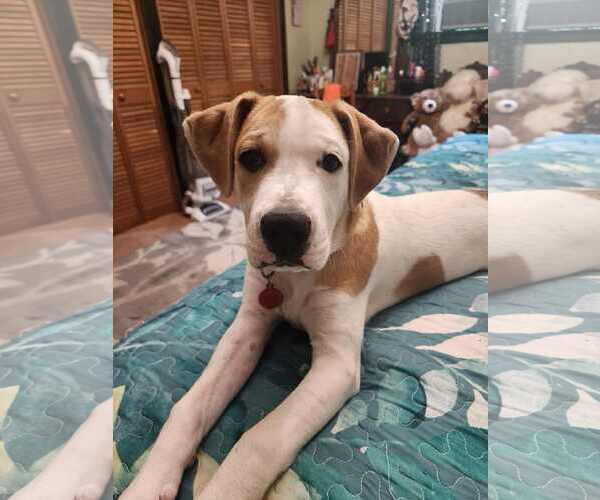 Medium Photo #4 Boxer-Unknown Mix Puppy For Sale in Hinton, WV, USA