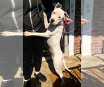 Small #2 American Pit Bull Terrier-American Staffordshire Terrier Mix