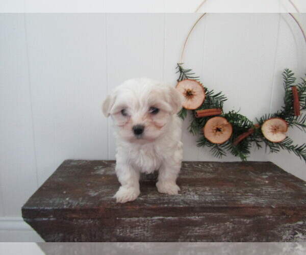 Medium Photo #13 Maltipoo Puppy For Sale in SUGARCREEK, OH, USA