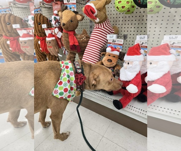 Medium Photo #11 Golden Retriever-Unknown Mix Puppy For Sale in Columbus, IN, USA