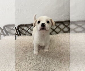 Boxador Dogs for adoption in Lakewood, CO, USA