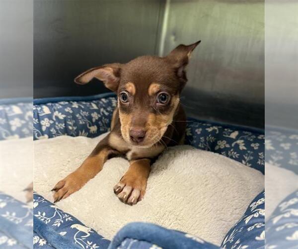 Medium Photo #1 Rat Terrier-Unknown Mix Puppy For Sale in Rosenberg, TX, USA