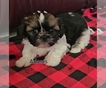 Puppy Adonis Shih Tzu