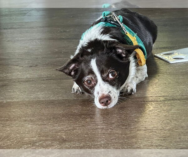 Medium Photo #2 Chiweenie Puppy For Sale in Mundelein, IL, USA