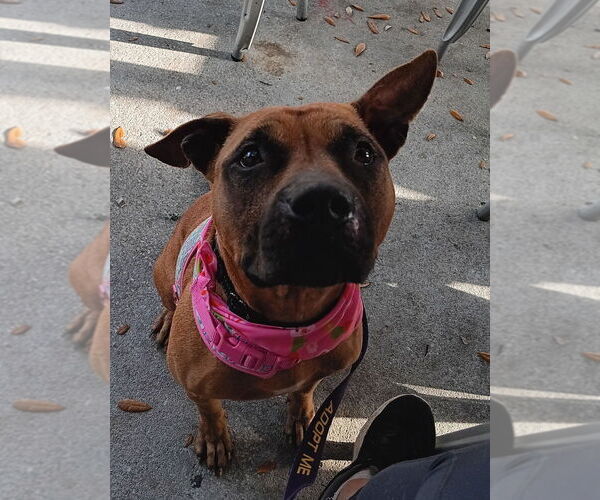 Medium Photo #2 Boxer-Unknown Mix Puppy For Sale in oakland, FL, USA