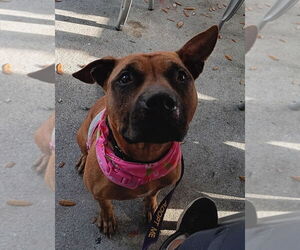 Selene - Female Boxer-Unknown Mix Dog for Adoption - Photo #2