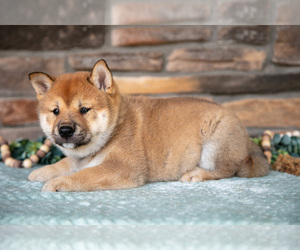 Medium Shiba Inu
