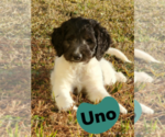 Small Photo #1 Goldendoodle Puppy For Sale in HOGANSVILLE, GA, USA