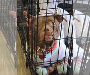 Beatrix - Female American Staffordshire Terrier Dog for Adoption - Photo #16