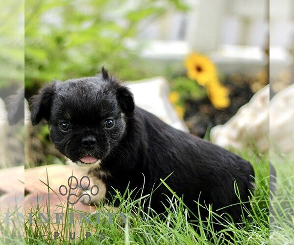 Medium Photo #2 French Bulldog Puppy For Sale in RONKS, PA, USA