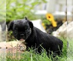 Small #1 French Bulldog