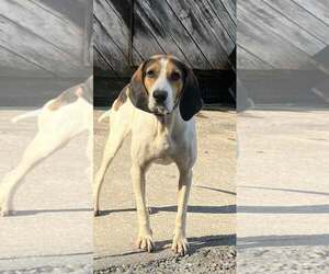 Treeing Walker Coonhound-Unknown Mix Dogs for adoption in Hinton, WV, USA