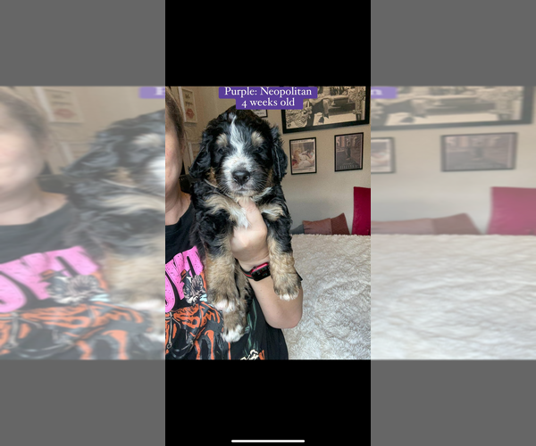 Medium Photo #9 Bernedoodle Puppy For Sale in BELMONT, NC, USA