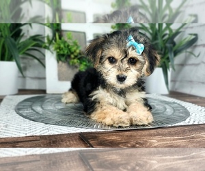 Yo-Chon Puppy for Sale in MARIETTA, Georgia USA