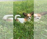 Small #2 Papillon