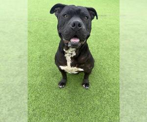 American Staffordshire Terrier-Unknown Mix Dogs for adoption in Camarillo, CA, USA