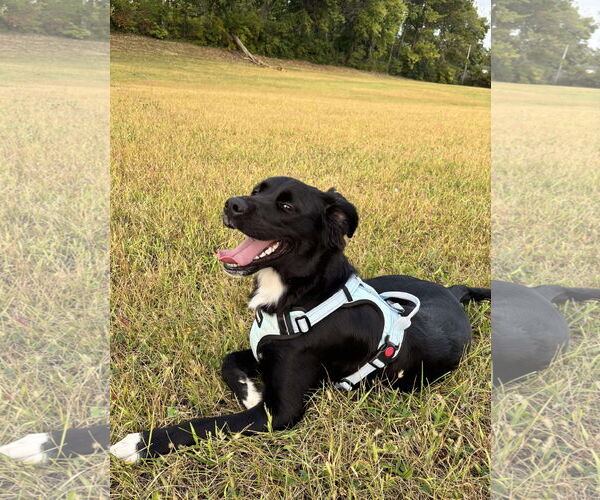 Medium Photo #4 Borador Puppy For Sale in Germantown, OH, USA