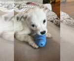 Small #5 Jack Russell Terrier Mix