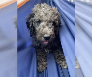 Goldendoodle Puppy for Sale in CENTURIA, Wisconsin USA