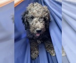Image preview for Ad Listing. Nickname: Litter of 6