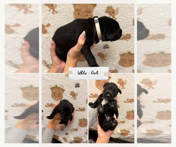 Medium Photo #4 Labmatian Puppy For Sale in ANTIOCH, CA, USA
