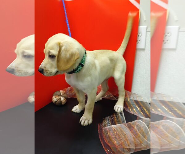 Medium Photo #2 Labbe Puppy For Sale in Attalka, AL, USA