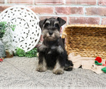 Small #4 Schnauzer (Miniature)