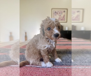 Goldendoodle (Miniature) Puppy for sale in GLENDALE, AZ, USA