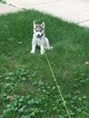 Small Photo #3 Siberian Husky Puppy For Sale in CHICAGO, IL, USA